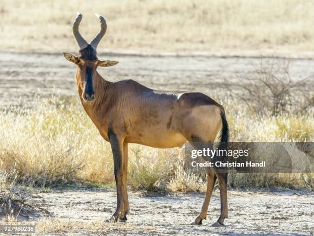 gettyimages-927960236-612x612.jpg